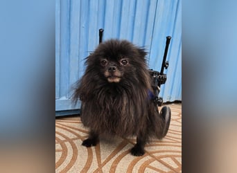 Alma - Handicaphund sucht Liebe