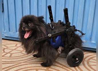 Alma - Handicaphund sucht Liebe