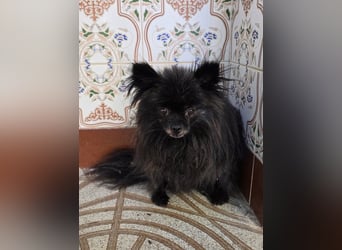 Alma - Handicaphund sucht Liebe