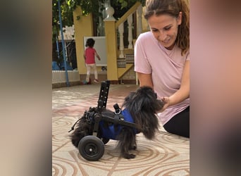 Alma - Handicaphund sucht Liebe