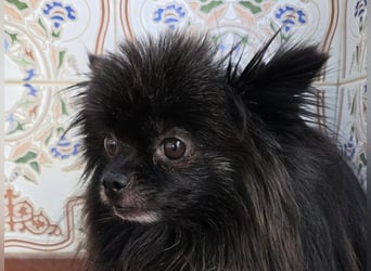 Alma - Handicaphund sucht Liebe