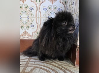 Alma - Handicaphund sucht Liebe