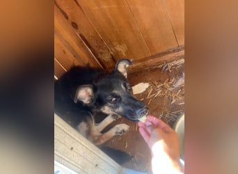 ängstliche NEJA sucht geduldige Menschen