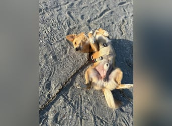Rüde Yellow – kuschelig, klug und gesellig
