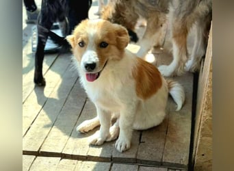 Sweety in Sascut