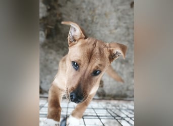 der kleine Alf wartet in Sascut