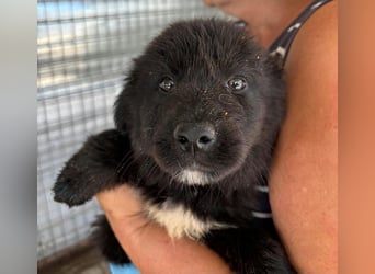 Zwiebel in Sascut