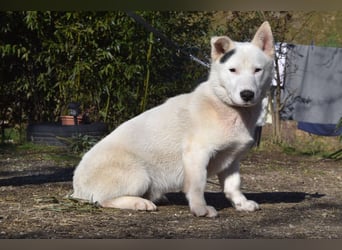 Danilo - auf PS in 53797 Lohmar - anfangs etwas vorsichtig, freundlich & verschmust