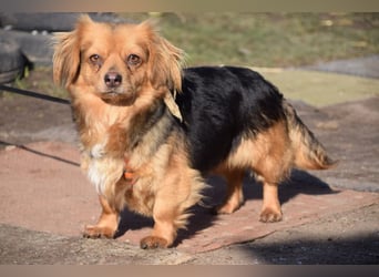 Felia - nette kleine Mischlingshündin die erst Vertrauen aufbauen muß