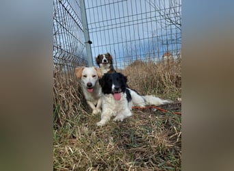 Elli - nette Hündin die Zeit und Geduld braucht