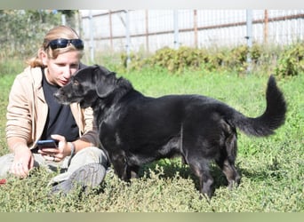 Poldi - netter ruhiger Senior sucht Zuhause als Einzelprinz