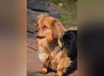 Felia - nette kleine Mischlingshündin die erst Vertrauen aufbauen muß