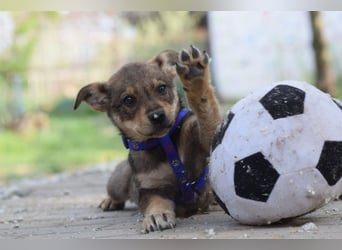 Melitta - verschmuste und freundliche kleine Dame