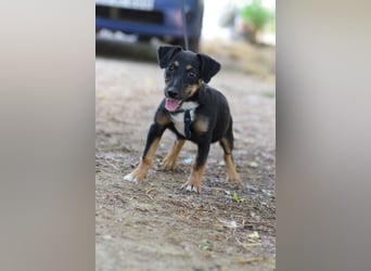 Spaghetti - freundliches & verspieltes Hundekind, liebt die Menschen
