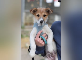 Emilia - zuckersüße, freundliche und verschmuste Welpen Hündin