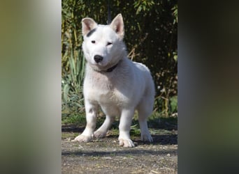 Danilo - auf PS in 53797 Lohmar - anfangs etwas vorsichtig, freundlich & verschmust