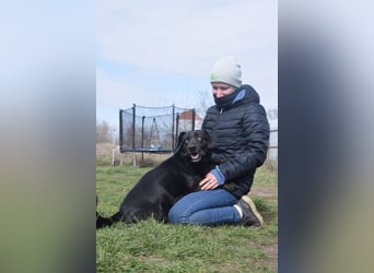 Poldi - netter ruhiger Senior sucht Zuhause als Einzelprinz