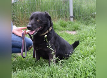 Poldi - netter ruhiger Senior sucht Zuhause als Einzelprinz