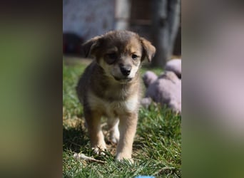 Bootsmann - freundlicher und verspielter kleiner Welpen Rüde