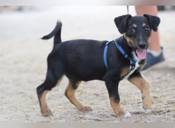 Spaghetti - freundliches & verspieltes Hundekind, liebt die Menschen