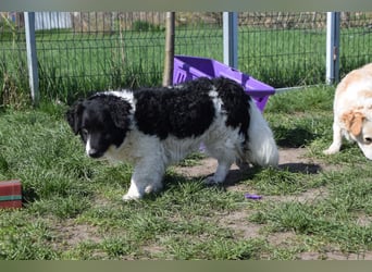 Elli - nette Hündin die Zeit und Geduld braucht