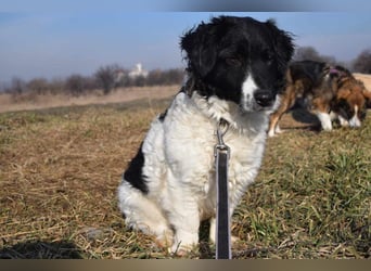 Elli - nette Hündin die Zeit und Geduld braucht