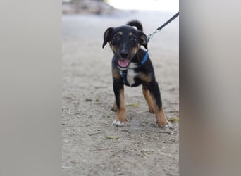 Spaghetti - freundliches & verspieltes Hundekind, liebt die Menschen