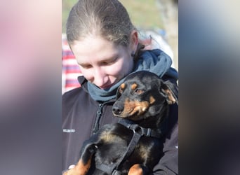Lina - auf PS in 53797 Lohmar - anfangs vorsichtig, verschmust und liebt es Küsschen zu geben
