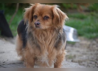 Felia - nette kleine Mischlingshündin die erst Vertrauen aufbauen muß