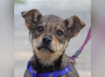 Melitta - verschmuste und freundliche kleine Dame