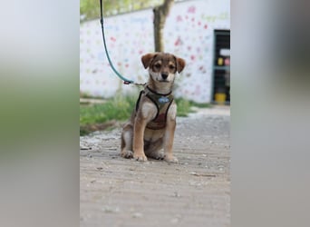 Bootsmann - freundlicher und verspielter kleiner Welpen Rüde