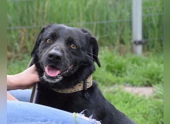 Poldi - netter ruhiger Senior sucht Zuhause als Einzelprinz