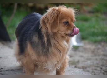 Felia - nette kleine Mischlingshündin die erst Vertrauen aufbauen muß