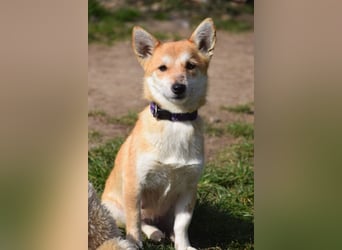 Valerie - auf PS in 45147 Essen - sehr nette, menschenbezogene und verschmuste Hündin