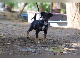 Spaghetti - freundliches & verspieltes Hundekind, liebt die Menschen