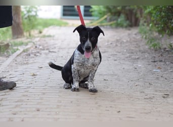 Guba - anfangs etwas vorsichtig, freundlich, neugierig & verschmust