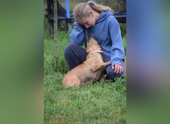Pia - eine nette, freundliche, menschenbezogene Hündin
