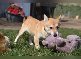 Valerie - auf PS in 45147 Essen - sehr nette, menschenbezogene und verschmuste Hündin