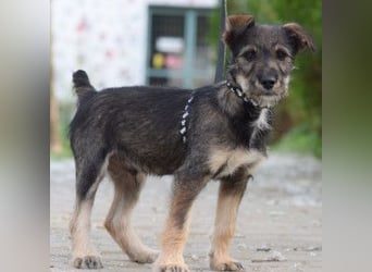 Thorsten - neugieriger, medium aktiver und verspielter Welpen Rüde