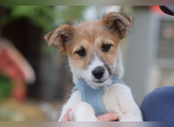 Emilia - zuckersüße, freundliche und verschmuste Welpen Hündin