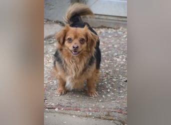 Felia - nette kleine Mischlingshündin die erst Vertrauen aufbauen muß