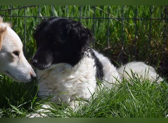 Elli - nette Hündin die Zeit und Geduld braucht