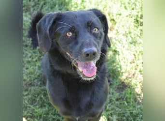 Poldi - netter ruhiger Senior sucht Zuhause als Einzelprinz