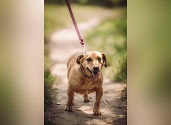 Pia - eine nette, freundliche, menschenbezogene Hündin