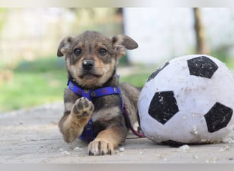 Melitta - verschmuste und freundliche kleine Dame