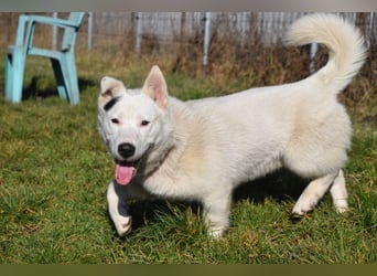 Danilo - auf PS in 53797 Lohmar - anfangs etwas vorsichtig, freundlich & verschmust