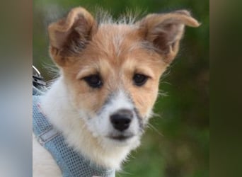 Emilia - zuckersüße, freundliche und verschmuste Welpen Hündin