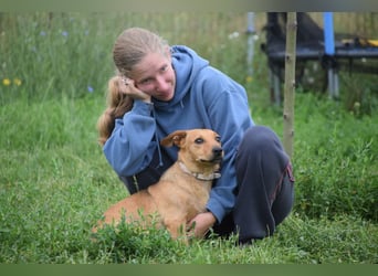 Pia - eine nette, freundliche, menschenbezogene Hündin