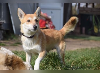 Valerie - auf PS in 45147 Essen - sehr nette, menschenbezogene und verschmuste Hündin