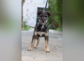 Thorsten - neugieriger, medium aktiver und verspielter Welpen Rüde